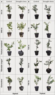 Triploidy in Citrus Genotypes Improves Leaf Gas Exchange and Antioxidant Recovery From Water Deficit